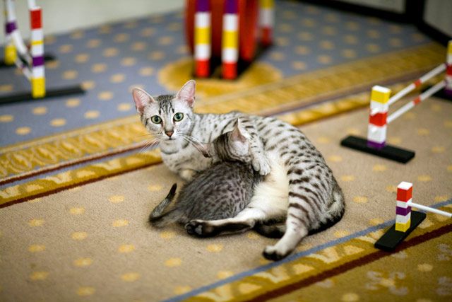 An Egyptian Mau nursing her kitten